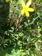 Ranunculus orthorhynchus