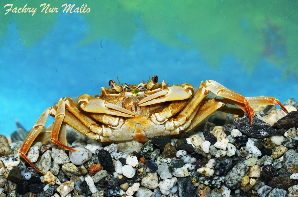 Nautilothelphusa