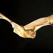 Northern Yellow Bat - Photo United States Fish and Wildlife Service, no known copyright restrictions (public domain)