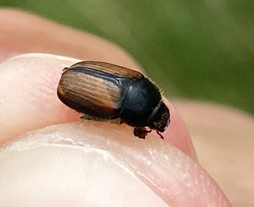 Garden Chafer photo 3