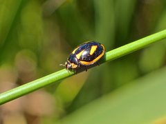 Micraspis flavovittata