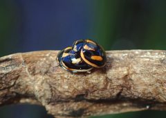 Micraspis flavovittata