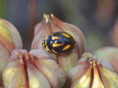 Micraspis flavovittata