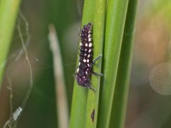 Micraspis flavovittata