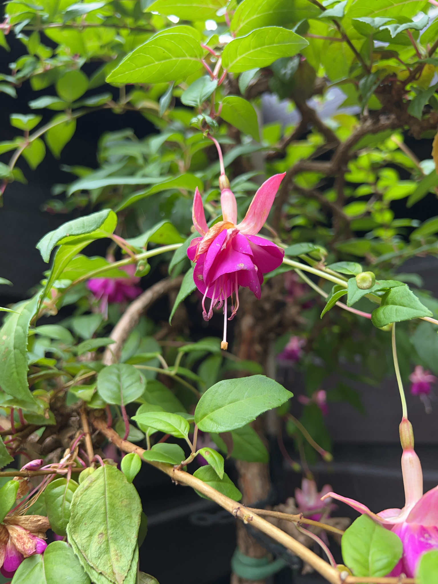 Imagem de Brinco-de-princesa