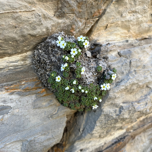 Image of Androsace pubescens by (c) Fabien Anthelme, some rights reserved (CC BY-SA)