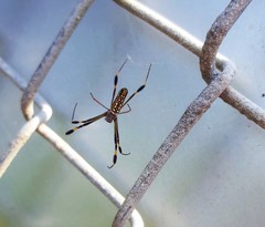 Trichonephila clavipes image