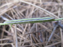 Euchloe eversi