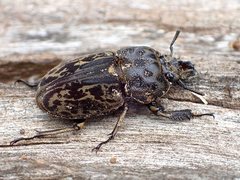 Ryssonotus nebulosus