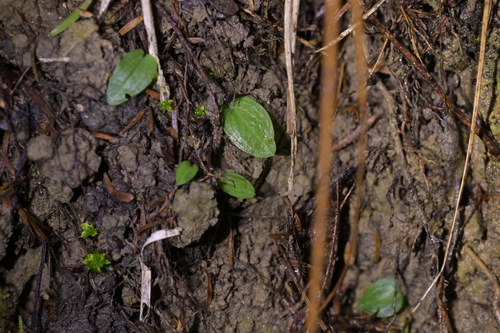 Image of New Zealand Gnat Orchid (Cyrtostylis rotundifolia) by (c) Christopher Stephens, some rights reserved (CC BY-SA)