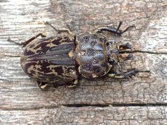 Ryssonotus nebulosus