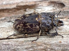 Ryssonotus nebulosus