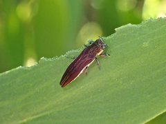Agrilus hypoleucus