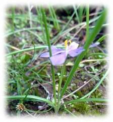 Sisyrinchium scabrum