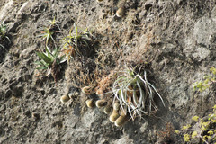 Mammillaria spinosissima tepoxtlana