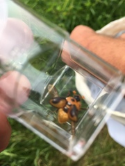 Bolbocerosoma tumefactum