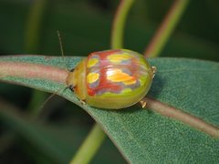 Paropsisterna nobilitata