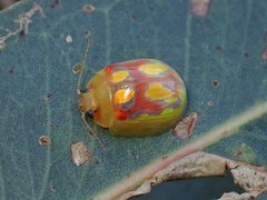 Paropsisterna nobilitata