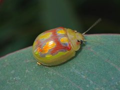 Paropsisterna nobilitata