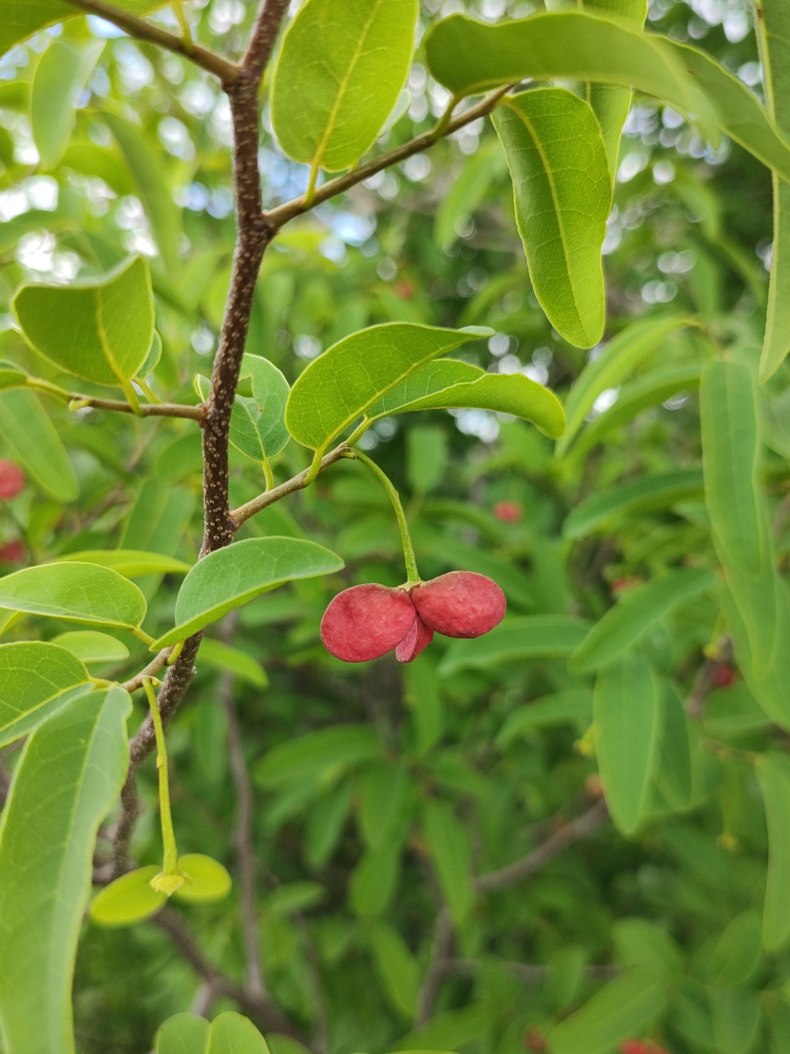 Annona leptopetala