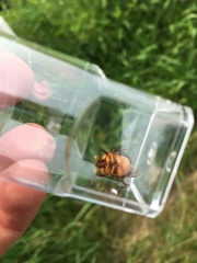 Bolbocerosoma tumefactum