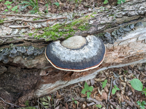 Fomitopsis pinicola