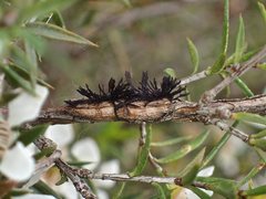 Septobasidium clelandii