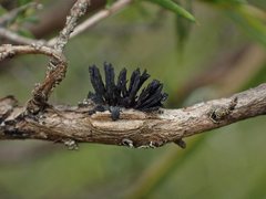 Septobasidium clelandii