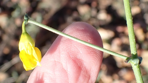 Image of Hermannia confusa by (c) Nicola van Berkel, some rights reserved (CC BY-SA)
