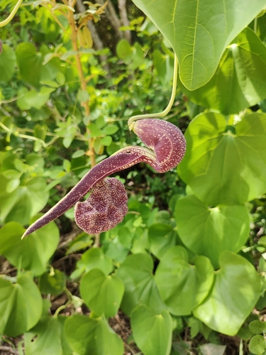 Rooster-flower (Aristolochia labiata)
