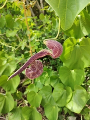 Aristolochia labiata