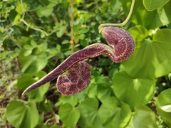 Aristolochia labiata, photograph Fabricio Carvalho da Silva, CC BY, iNaturalist via GBIF