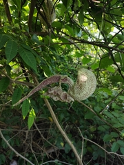 Aristolochia labiata, photograph Fabricio Carvalho da Silva, CC BY, iNaturalist via GBIF