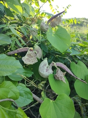 Aristolochia labiata, photograph Fabricio Carvalho da Silva, CC BY, iNaturalist via GBIF