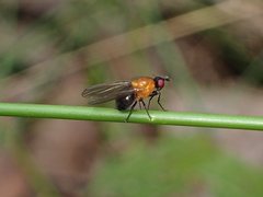 Sapromyza sciomyzina
