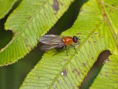 Sapromyza sciomyzina