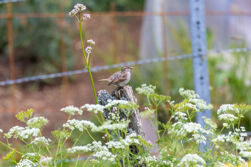 Moineau domestique, jeune