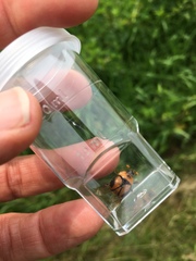 Bolbocerosoma tumefactum