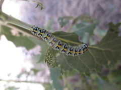 Cucullia canariensis