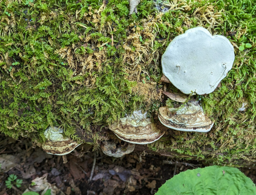 Ganoderma applanatum