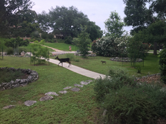 Odocoileus virginianus texanus