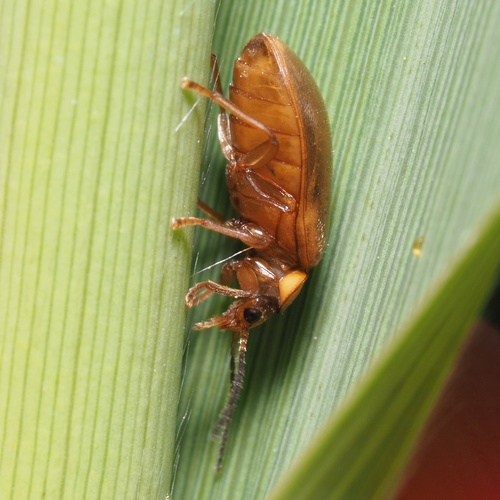 Microcara testacea, photo 4 of 8