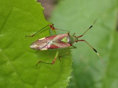 Pseudopantilius australis