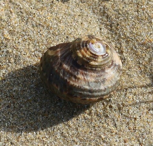 Turbo cidaris natalensis observed 2024-07-13