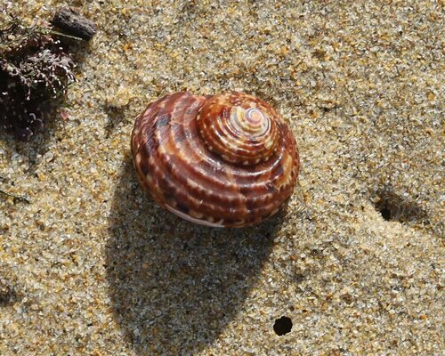 Turbo cidaris natalensis observed 2024-07-13