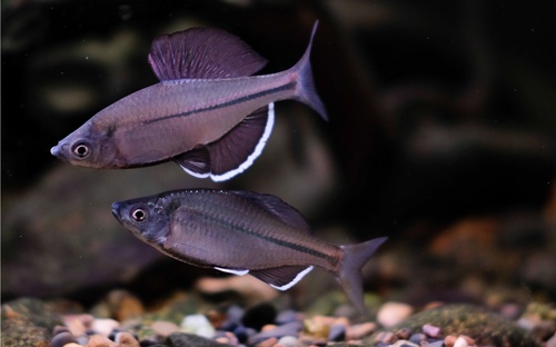 Acheilognathus imberbis — Cyprinidae — 5
