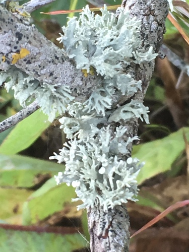 Lygiajuostė ramalina nuotrauka