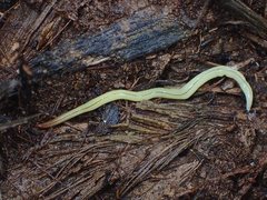 Fletchamia mediolineata