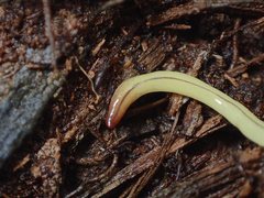 Fletchamia mediolineata