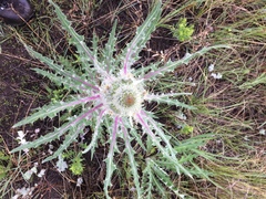 Cirsium hookerianum